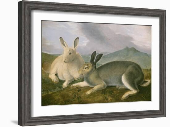 Arctic Hare, 1841-John James Audubon-Framed Art Print