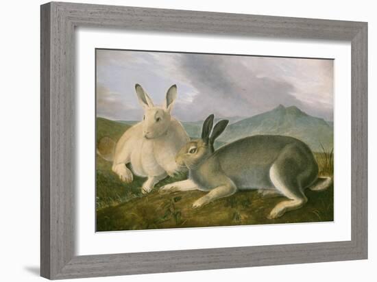 Arctic Hare, 1841-John James Audubon-Framed Art Print