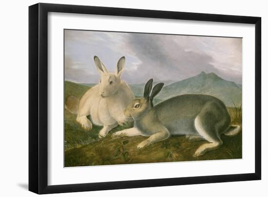 Arctic Hare, 1841-John James Audubon-Framed Art Print