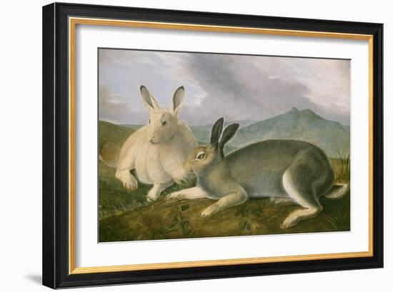 Arctic Hare, 1841-John James Audubon-Framed Art Print