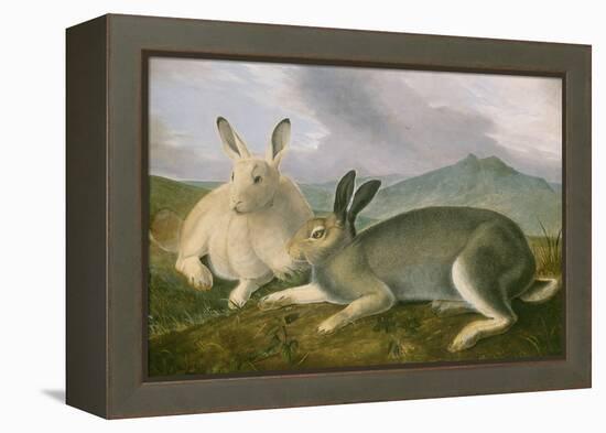 Arctic Hare, c.1841-John James Audubon-Framed Premier Image Canvas