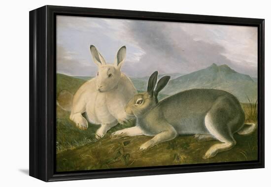 Arctic Hare, c.1841-John James Audubon-Framed Premier Image Canvas