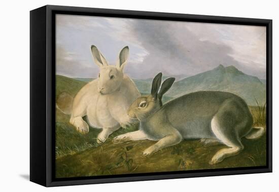 Arctic Hare, c.1841-John James Audubon-Framed Premier Image Canvas