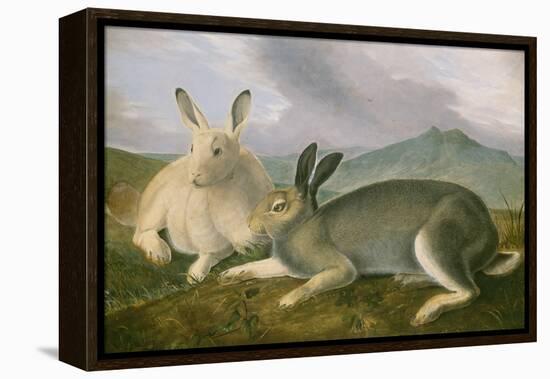 Arctic Hare, c.1841-John James Audubon-Framed Premier Image Canvas