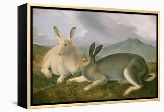 Arctic Hare, c.1841-John James Audubon-Framed Premier Image Canvas