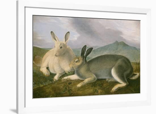 Arctic Hare, c.1841-John James Audubon-Framed Giclee Print