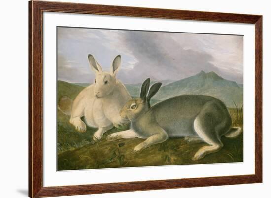 Arctic Hare, c.1841-John James Audubon-Framed Giclee Print