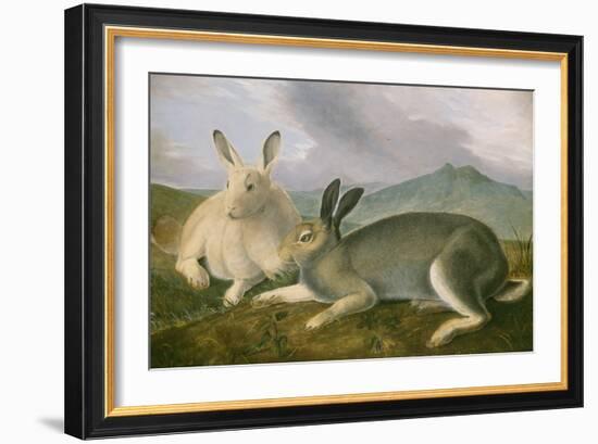 Arctic Hare, c.1841-John James Audubon-Framed Premium Giclee Print