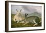 Arctic Hare, c.1841-John James Audubon-Framed Giclee Print