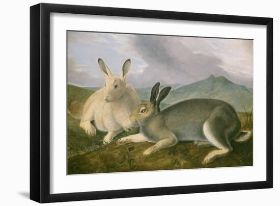 Arctic Hare, c.1841-John James Audubon-Framed Giclee Print