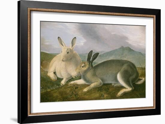 Arctic Hare, c.1841-John James Audubon-Framed Giclee Print