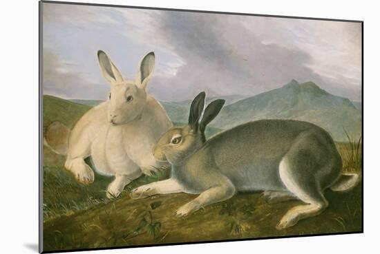 Arctic Hare, c.1841-John James Audubon-Mounted Giclee Print
