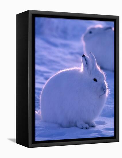 Arctic Hare, Ellesmere Island, Canada-Art Wolfe-Framed Premier Image Canvas