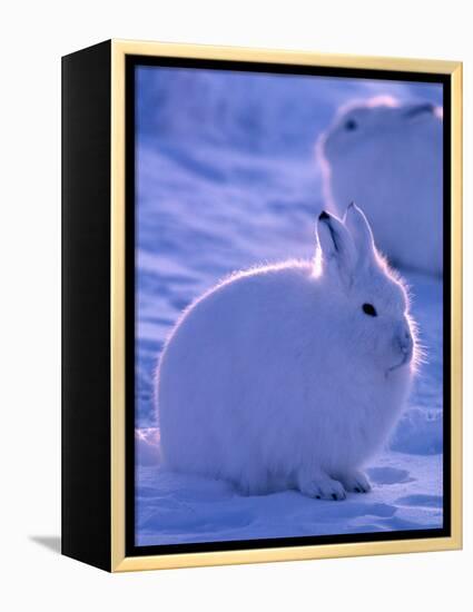 Arctic Hare, Ellesmere Island, Canada-Art Wolfe-Framed Premier Image Canvas