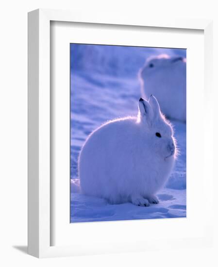 Arctic Hare, Ellesmere Island, Canada-Art Wolfe-Framed Photographic Print