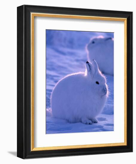 Arctic Hare, Ellesmere Island, Canada-Art Wolfe-Framed Photographic Print