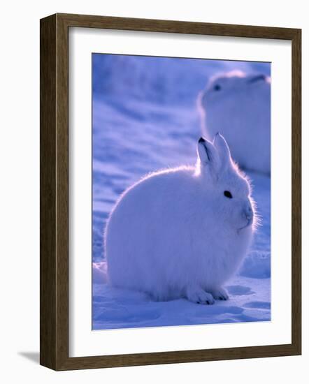 Arctic Hare, Ellesmere Island, Canada-Art Wolfe-Framed Photographic Print