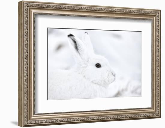 Arctic hare portrait, Northeast Greenland-Uri Golman-Framed Photographic Print