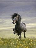 Icelandic Pony-Arctic-Images-Photographic Print