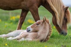 Icelandic Pony-Arctic-Images-Photographic Print