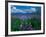 Arctic Lupin, Alaska, USA-Dee Ann Pederson-Framed Photographic Print