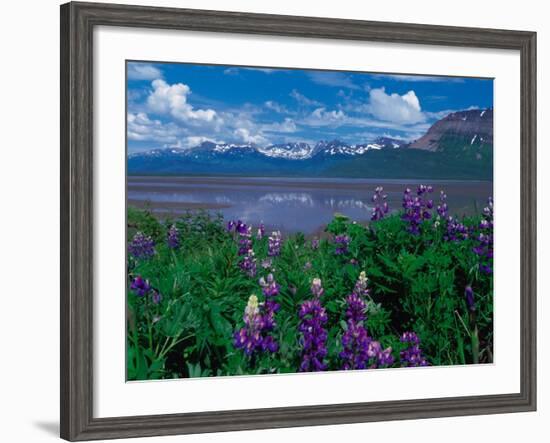 Arctic Lupin, Alaska, USA-Dee Ann Pederson-Framed Photographic Print