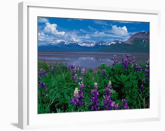 Arctic Lupin, Alaska, USA-Dee Ann Pederson-Framed Photographic Print