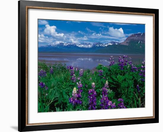 Arctic Lupin, Alaska, USA-Dee Ann Pederson-Framed Photographic Print