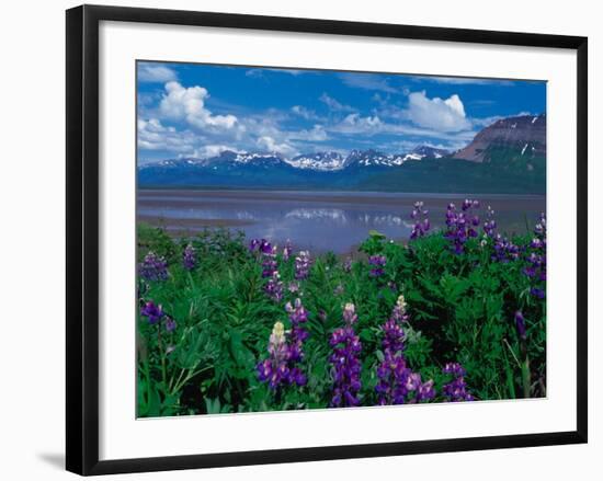 Arctic Lupin, Alaska, USA-Dee Ann Pederson-Framed Photographic Print