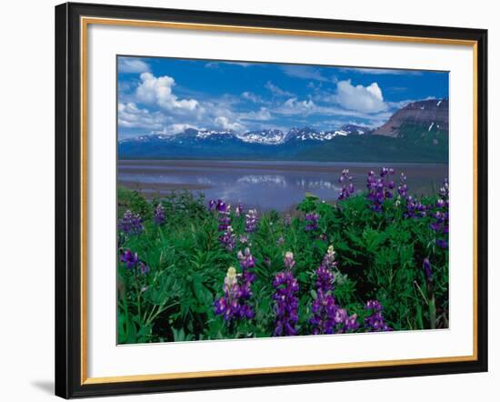 Arctic Lupin, Alaska, USA-Dee Ann Pederson-Framed Photographic Print