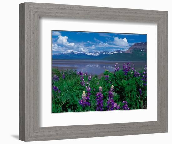 Arctic Lupin, Alaska, USA-Dee Ann Pederson-Framed Photographic Print