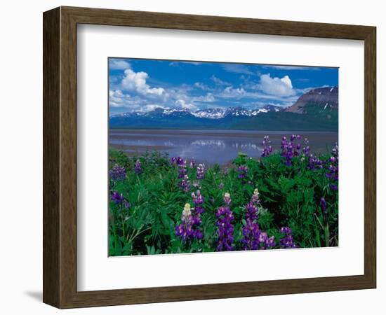 Arctic Lupin, Alaska, USA-Dee Ann Pederson-Framed Photographic Print