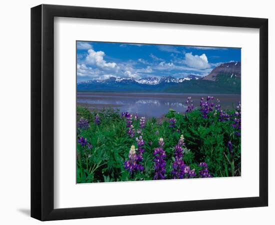 Arctic Lupin, Alaska, USA-Dee Ann Pederson-Framed Photographic Print