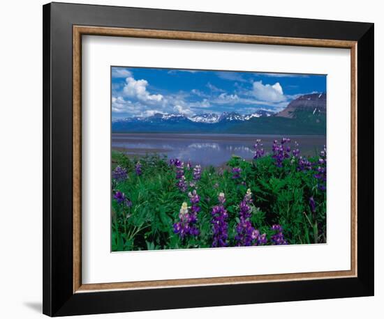 Arctic Lupin, Alaska, USA-Dee Ann Pederson-Framed Photographic Print