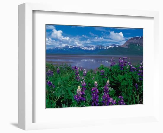 Arctic Lupin, Alaska, USA-Dee Ann Pederson-Framed Photographic Print