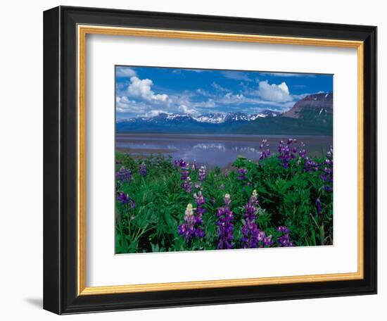 Arctic Lupin, Alaska, USA-Dee Ann Pederson-Framed Photographic Print