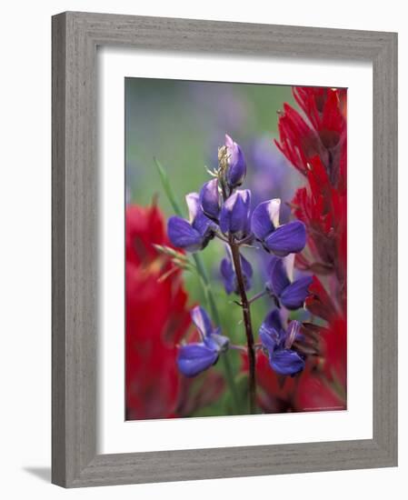 Arctic Lupine, Mt. Rainier National Park, Washington, USA-William Sutton-Framed Photographic Print