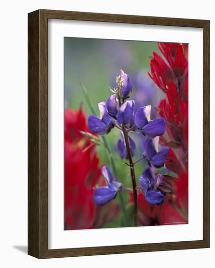 Arctic Lupine, Mt. Rainier National Park, Washington, USA-William Sutton-Framed Photographic Print