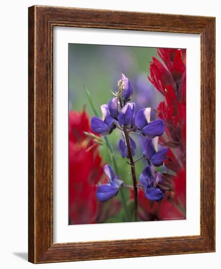 Arctic Lupine, Mt. Rainier National Park, Washington, USA-William Sutton-Framed Photographic Print