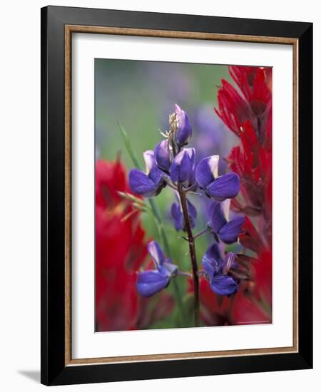 Arctic Lupine, Mt. Rainier National Park, Washington, USA-William Sutton-Framed Photographic Print