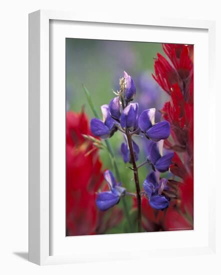 Arctic Lupine, Mt. Rainier National Park, Washington, USA-William Sutton-Framed Photographic Print