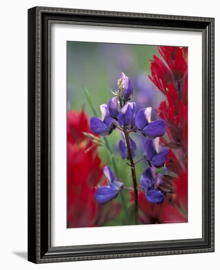 Arctic Lupine, Mt. Rainier National Park, Washington, USA-William Sutton-Framed Photographic Print