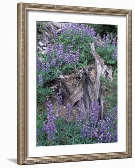 Arctic Lupine, Olympic National Park, Washington, USA-William Sutton-Framed Photographic Print