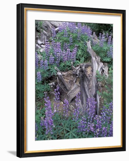 Arctic Lupine, Olympic National Park, Washington, USA-William Sutton-Framed Photographic Print