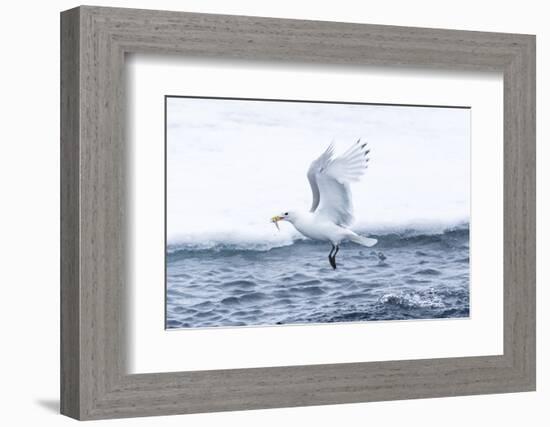 Arctic, North of Svalbard. A black-legged kittiwake catches a fish that had been hiding-Ellen Goff-Framed Photographic Print
