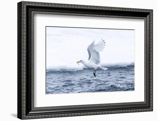 Arctic, North of Svalbard. A black-legged kittiwake catches a fish that had been hiding-Ellen Goff-Framed Photographic Print