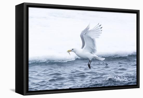 Arctic, North of Svalbard. A black-legged kittiwake catches a fish that had been hiding-Ellen Goff-Framed Premier Image Canvas