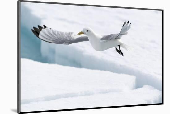 Arctic, North of Svalbard. A black-legged kittiwake hovers over the pack ice looking for fish.-Ellen Goff-Mounted Photographic Print