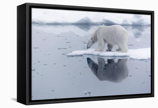 Arctic, north of Svalbard. A polar bear is reflected in the calm water in the pack ice.-Ellen Goff-Framed Premier Image Canvas