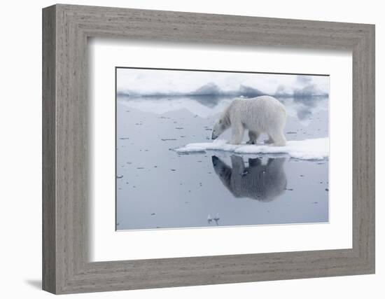 Arctic, north of Svalbard. A polar bear is reflected in the calm water in the pack ice.-Ellen Goff-Framed Photographic Print